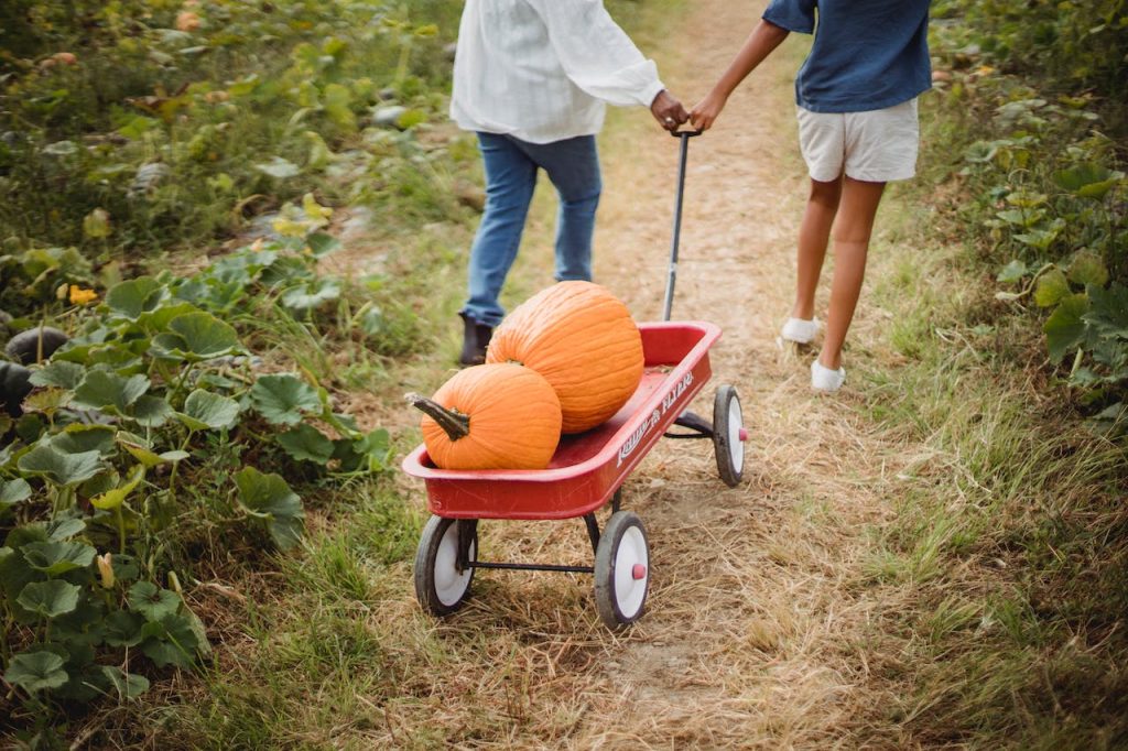Pumpkin Patch parkersburg WV